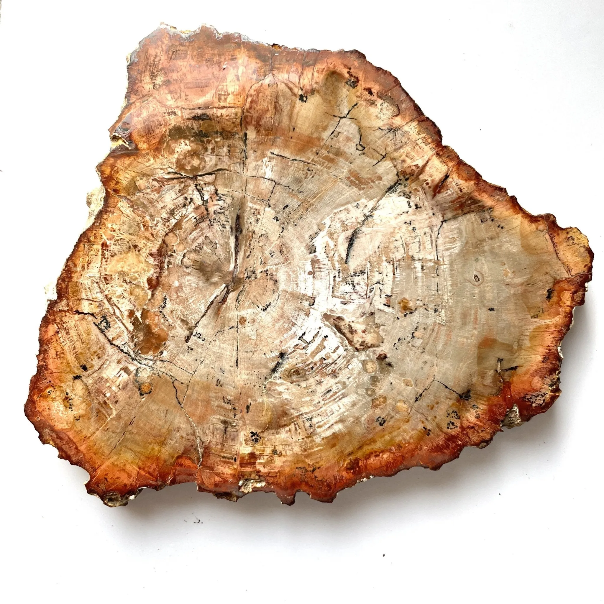 Rings of Time Petrified Wood Slice